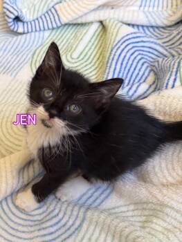 Domestic Short Hair Cats Available for Adoption in Boca Raton, Florida - Jen Lindley & Jack McPhee BONDED (Dawson’s Creek)  | PetCurious