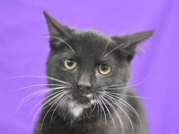 Oreo -  Domestic Short Hair Cat for Adoption in Portland, Oregon - Oreo | PetCurious