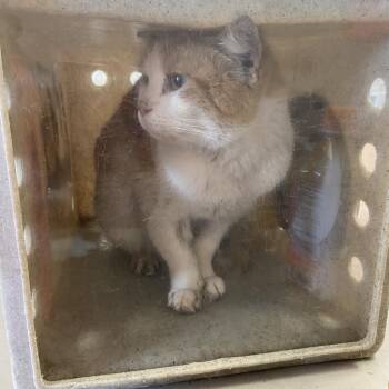 Domestic Short Hair Cats Available for Adoption in Philadelphia, Pennsylvania - Aloe | PetCurious