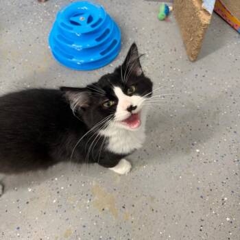 Surf -  Domestic Short Hair Cat for Adoption in Pontiac, Illinois - Surf | PetCurious