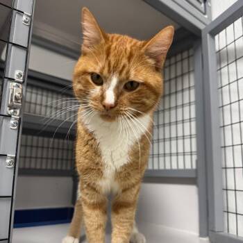 Domestic Short Hair Cats Available for Adoption in Shelbyville, Illinois - Nacho | PetCurious