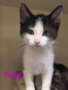 Salsa -  Domestic Short Hair Cat for Adoption in Saint Marys, Pennsylvania - Salsa | PetCurious