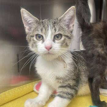 Bowtie -  Domestic Short Hair Cat for Adoption in Mentor, Ohio - Bowtie | PetCurious