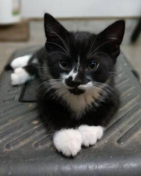 Dexter -  Tuxedo Cat for Adoption in Savannah, Georgia - Dexter | PetCurious