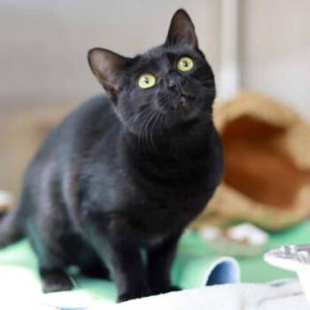 Domestic Short Hair Cats Available for Adoption in Atlanta, Georgia - Freyja | PetCurious