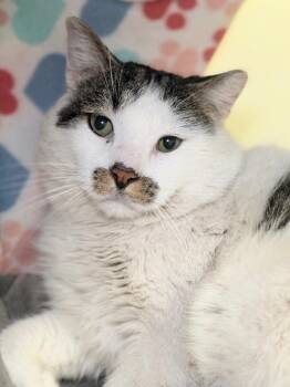 Domestic Short Hair Cats Available for Adoption - Curtis | PetCurious