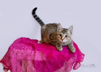 Merida -  Domestic Short Hair Cat for Adoption in Birmingham, Alabama - Merida | PetCurious