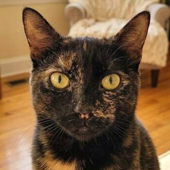 Domestic Short Hair Cats Available for Adoption - Yoli | PetCurious