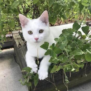 Cotton -  Domestic Short Hair Cat for Adoption in Smithville, Tennessee - Cotton | PetCurious