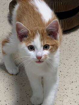 Scotch -  Domestic Short Hair Cat for Adoption in Amery, Wisconsin - Scotch | PetCurious