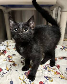 Alarm (with Siren) -  Domestic Short Hair Cat for Adoption in Richmond, Virginia - Alarm (with Siren) | PetCurious