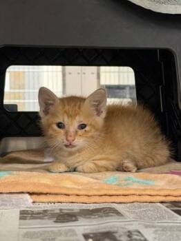 Chester -  Domestic Short Hair Cat for Adoption in Wichita, Kansas - Chester | PetCurious