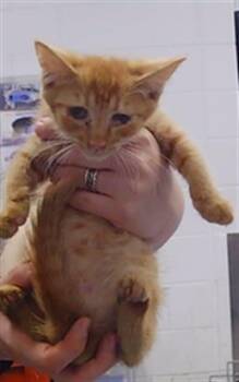 ARCHIE -  Domestic Short Hair Cat for Adoption in Charlotte, North Carolina - ARCHIE | PetCurious