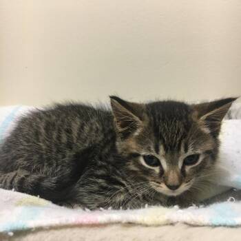 Lemonade -  Domestic Short Hair Cat for Adoption in Middlebury, Vermont - Lemonade | PetCurious