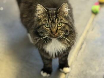 Rescue Tabby Cats for Adoption in Pierre, South Dakota - Curly | PetCurious