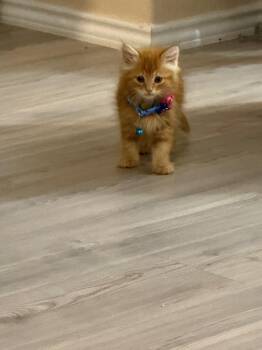 Maine Coon and Domestic Long Hair Cats Available for Adoption in New Braunfels, Texas - Yuan | PetCurious
