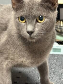 Rescue Domestic Short Hair Cats for Adoption in Saint Francisville, Louisiana - Gretchin | PetCurious