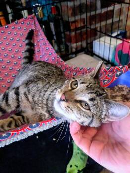 Nessa -  American Shorthair Cat for Adoption in New York, New York - Nessa | PetCurious