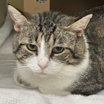 Perry The Platypus -  Domestic Short Hair Cat for Adoption in West Olive, Michigan - Perry The Platypus | PetCurious