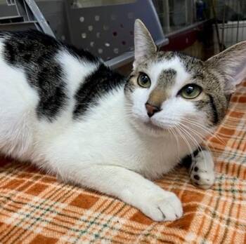 BIG LEX -  Domestic Short Hair Cat for Adoption in Springfield, Massachusetts - BIG LEX | PetCurious
