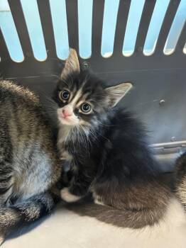 Muffin -  Domestic Medium Hair Cat for Adoption in Gautier, Mississippi - Muffin | PetCurious