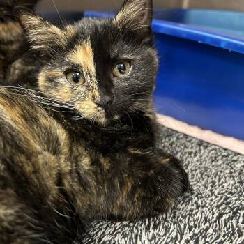 Tortoiseshell Cats Available for Adoption in La Grange Park, Illinois - Lightsaber 2 Of 3 | PetCurious