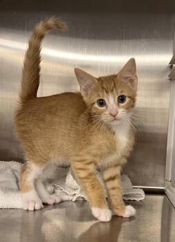 PRO -  Domestic Short Hair Cat for Adoption in Pearland, Texas - PRO | PetCurious