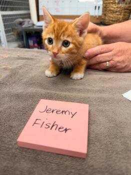 Jeremy -  Domestic Short Hair Cat for Adoption in Vancouver, Washington - Jeremy | PetCurious