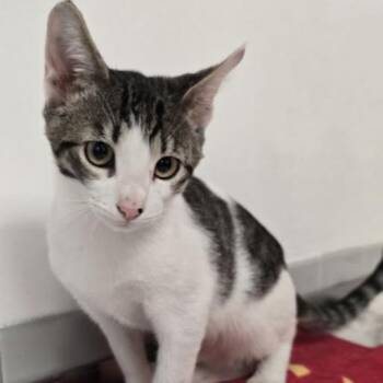 Luigi -  Domestic Short Hair Cat for Adoption in Austin, Texas - Luigi | PetCurious