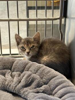 Found stray: Corra -  Domestic Short Hair Cat Available for Adoption in Rockwall, Texas - Found Stray: Corra | PetCurious