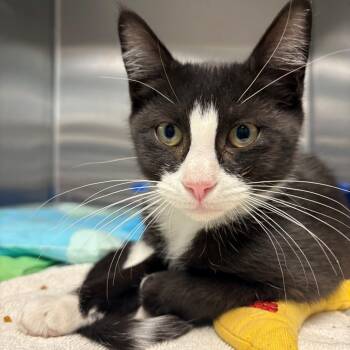Rescue Domestic Short Hair Cats for Adoption in East Hanover, New Jersey - Kevin | PetCurious