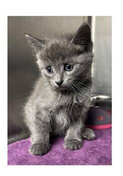 Stormie -  Domestic Short Hair Cat for Adoption in Watkinsville, Georgia - Stormie | PetCurious
