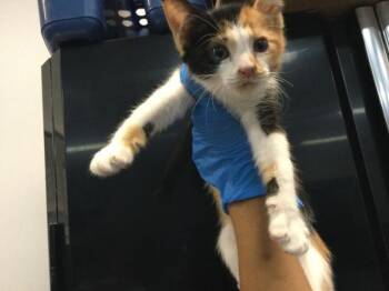 A1919578 -  Domestic Short Hair Cat Available for Adoption in Thousand Palms, California - A1919578 | PetCurious