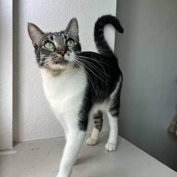 COURTESY POST MAUI COURTESY POST -  Domestic Short Hair Cat for Adoption in Phoenix, Arizona - COURTESY POST MAUI COURTESY POST | PetCurious