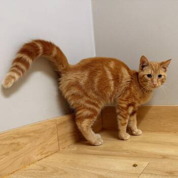 Catsby C71538 -  Domestic Short Hair Cat for Adoption in Minnetonka, Minnesota - Catsby C71538 | PetCurious