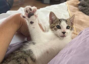 Domestic Short Hair Cats Available for Adoption in San Diego, California - Tigtig | PetCurious