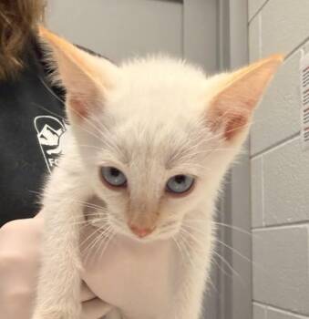 Krispies -  Domestic Short Hair Cat for Adoption in Golden, Colorado - Krispies | PetCurious