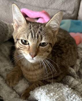 Tabby Cats Available for Adoption in Fort Myers, Florida - Poppy | PetCurious