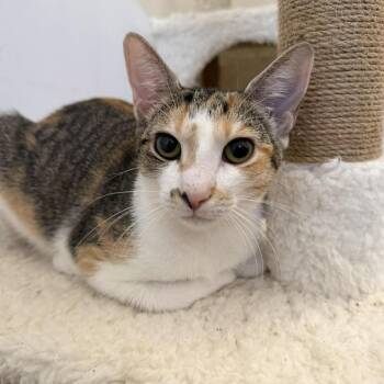 Domestic Short Hair Cats Available for Adoption - Lila | PetCurious