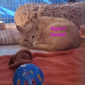 Espurr -  Domestic Short Hair Cat for Adoption in Diamond Springs, California - Espurr | PetCurious