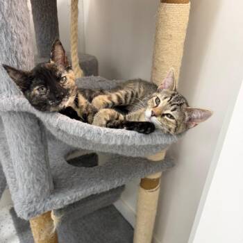 Melany&Makaela -  Domestic Short Hair Cat for Adoption in Portage, Michigan - Melany&Makaela | PetCurious