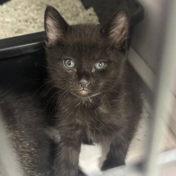 Domestic Short Hair Cats Available for Adoption in Houston, Texas - Greg | PetCurious