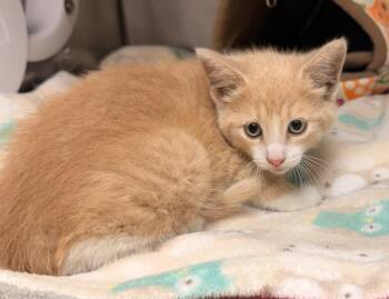 Bumble -  Domestic Short Hair Cat for Adoption in Defiance, Ohio - Bumble | PetCurious
