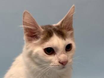 Homer -  Domestic Short Hair Cat for Adoption in Minneapolis, Minnesota - Homer | PetCurious