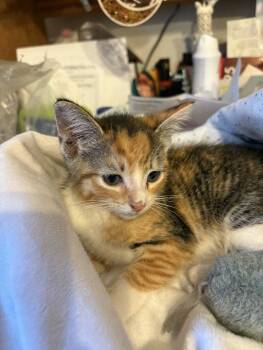 Rescue Domestic Short Hair Cats for Adoption in Grand Rapids, Michigan - Blondie | PetCurious