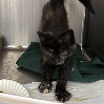 last one Pasadena 56466 -  Domestic Short Hair Cat for Adoption in Eaton Rapids, Michigan - Last One Pasadena 56466 | PetCurious