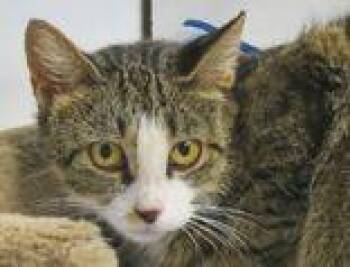 Alexia -  Domestic Short Hair Cat for Adoption in Toronto, Ontario - Alexia | PetCurious