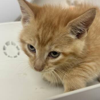 Domestic Short Hair Cats Available for Adoption in Uniontown, Pennsylvania - Peru | PetCurious
