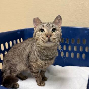 Sweeties -  Domestic Short Hair Cat for Adoption in State College, Pennsylvania - Sweeties | PetCurious