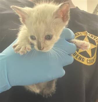 Rescue Domestic Short Hair Cats for Adoption in Rosenberg, Texas - WINTER | PetCurious